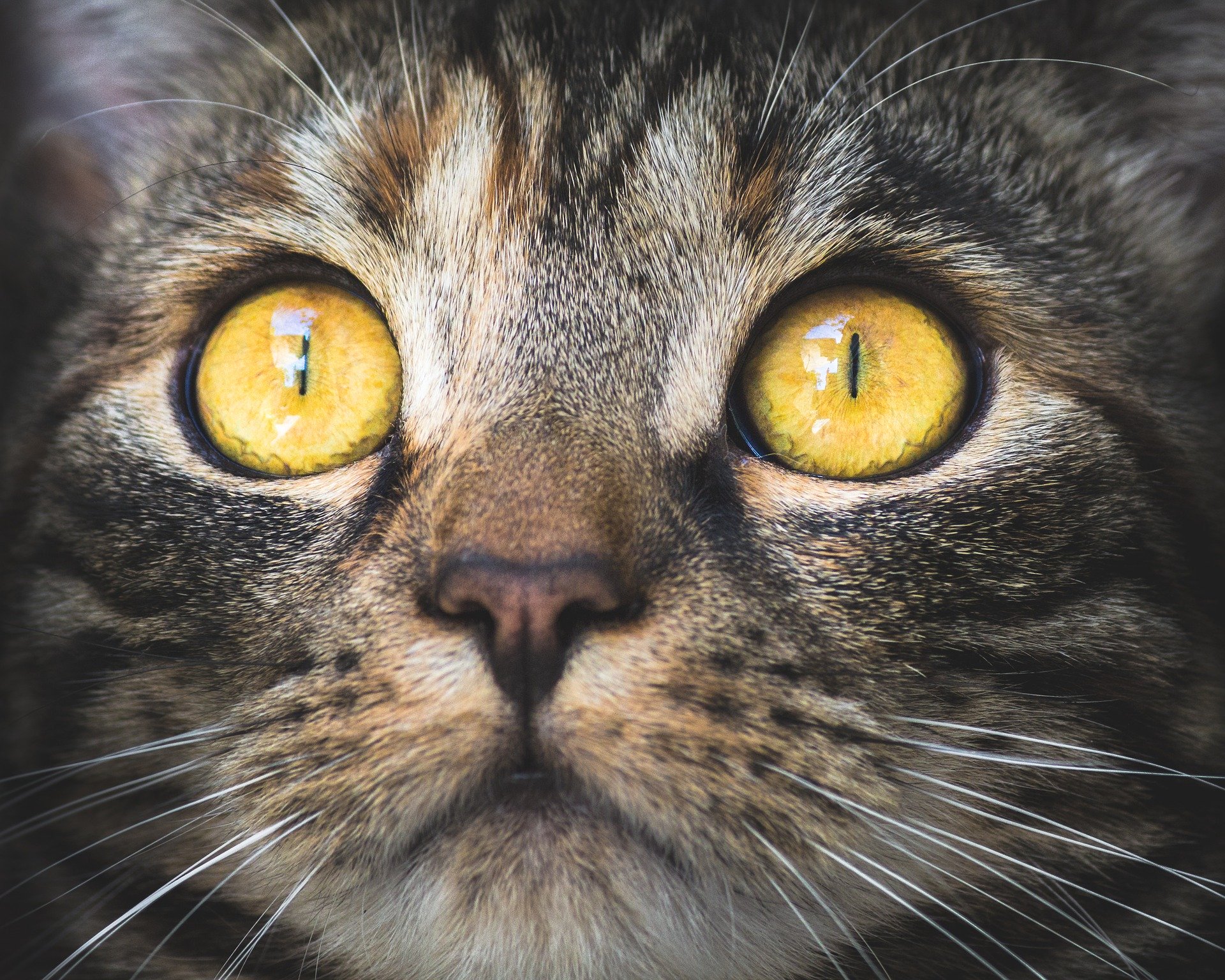 cat 3374422 1920