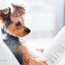 pies czytający książkę