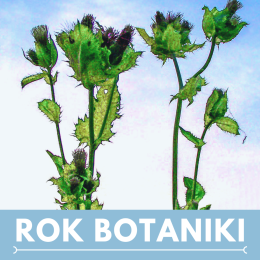 Rok Botaniki Na niebieskim tle zielona roślina