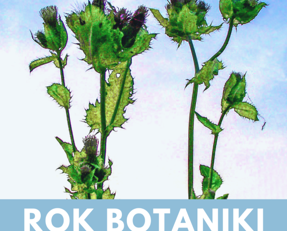 Rok Botaniki Na niebieskim tle zielona roślina