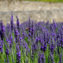 lavender_flowers_blue_flowers_purple_dunkellia_violet_lavender_lavender_field-600412