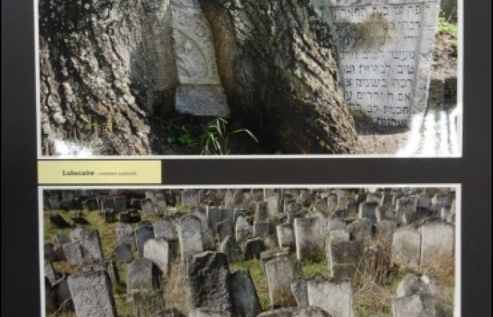 Zdjęcie na górze: kamienne macewy z wrośniętym w nie drzewem, zdjęcie na dole: rzędy kamiennych macew.